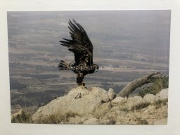 Exposición de aves de la comarca